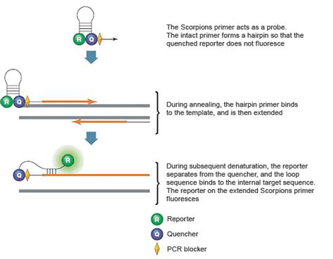 Eprobe®/Eprimer™ .